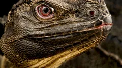 Czy wiesz, że na Ziemi wciąż żyje „dinozaur” – i że wkrótce może zniknąć?