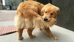 Dlaczego pies goni swój ogon – czy to tylko zabawa czy powód do niepokoju