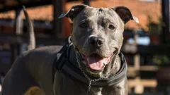 Jak prawidłowo przeliczyć wiek psa na ludzkie lata i dlaczego to ma znaczenie