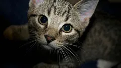 Jak koty dbają o nasze bezpieczeństwo w mieszkaniu