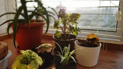 Jak obniżyć wilgotność powietrza w domu: cztery rośliny, które pomogą zwalczyć pleśń i kondensację