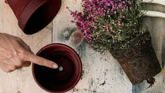 Czy wiesz, po co tak naprawdę są dziurki w dnie doniczek na kwiaty?